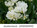 Tulip Exotic Emperor flowers - Latin name - Tulipa Exotic Emperor