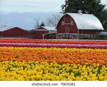 1,645 Skagit valley tulip festival Images, Stock Photos & Vectors ...