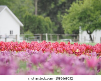 Tulip Farm Tulip Field, Oregon, USA