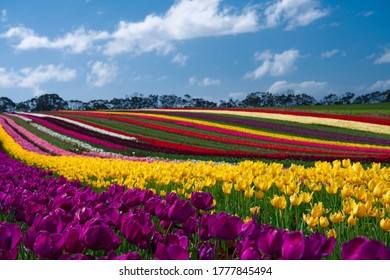 Tulip Farm In Tasmania Australia