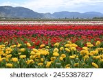 Tulip Festival at Abbotsford, day trip from Vancouver