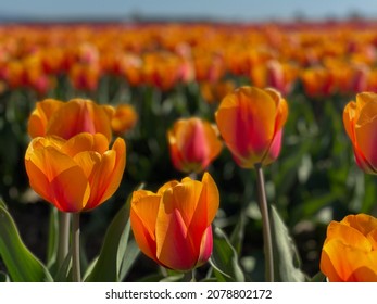 Tulip Festival Blooms In Skagit County, Washington