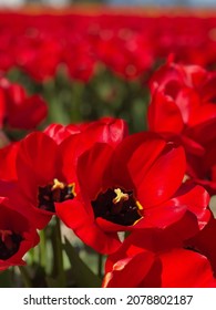 Tulip Festival Blooms In Skagit County, Washington