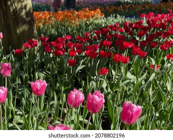 Tulip Festival Blooms In Skagit County, Washington