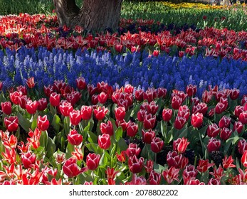 Tulip Festival Blooms In Skagit County, Washington