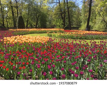 Tulip Festival in the Central Park of Culture and Rest on Elagin Island in St. Petersburg