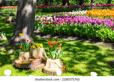 Tulip Festival in the city park. Tulips in spring. Tulips in Russia. Spring festival of tulips in Saint Petersburg