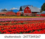 Tulip Festival in Skagit Valley, Washington 