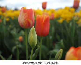 Tulip Festival in the Spring