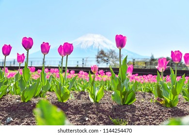 Tulip Festival at Yamanakako Hananomiyako Park (Flower Field),so beautiful in japan  - Shutterstock ID 1144254470