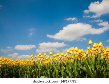 Tulip Field