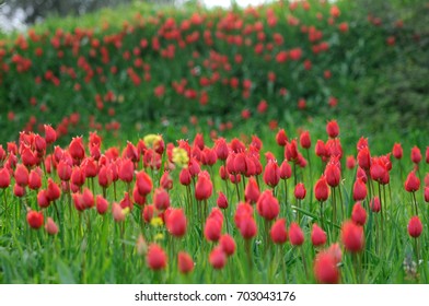 Tulip Field At Chios/greece