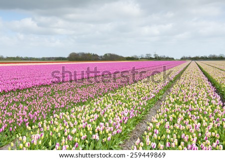 Tulip field with different colors and cloudy sky above, North Holland, the Netherlands.