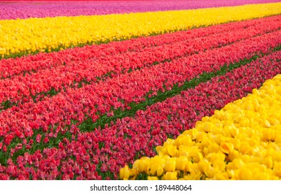 Tulip Field In Holland