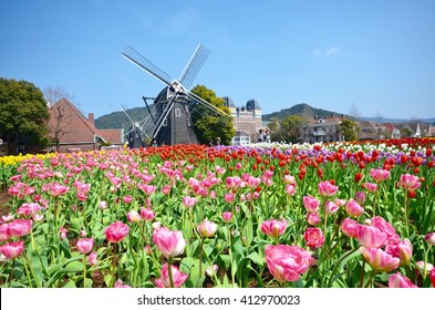 Tulip field in Japan