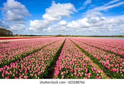 Tulip Field Landscape Near Amsterdam