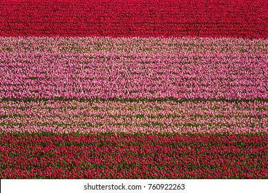 Tulip Field Nature Abstract Background, Colorful Flowers, Aerial View, Netherlands