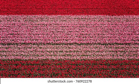 Tulip Field Nature Abstract Background, Colorful Flowers, Aerial View, Netherlands