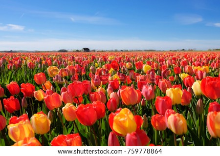 Tulip field in Netherlands 