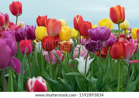 Tulip field in the Netherlands with beautifully colored blooming tulips