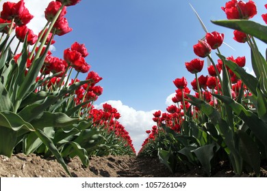 Tulip Field In The Netherlands, Holland, Expo 2022, Floriade