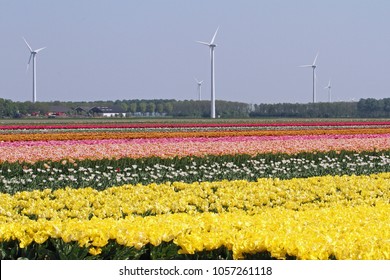 Tulip Field In The Netherlands, Holland, Expo 2022, Floriade