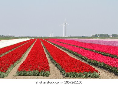 Tulip Field In The Netherlands, Holland, Expo 2022, Floriade