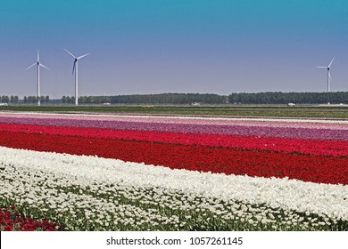 Tulip Field In The Netherlands, Holland, Expo 2022, Floriade
