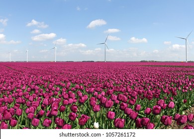 Tulip Field In The Netherlands, Holland, Expo 2022, Floriade