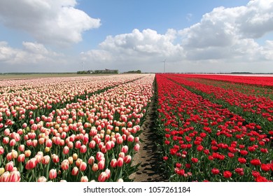 Tulip Field In The Netherlands, Holland, Expo 2022, Floriade