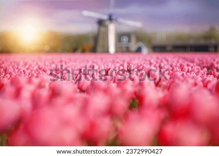 Tulip field in the Netherlands on a farm Stock foto © 