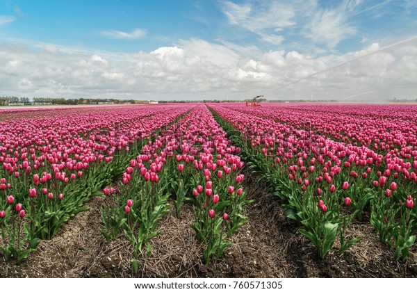 Tulip Field Noordoostpolder Netherlands On Bright Stock Photo 760571305 ...