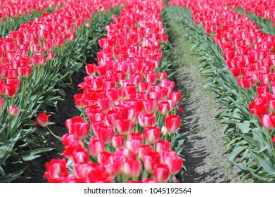 Tulip Field Skagit County WA