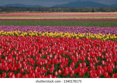 Tulip Field In Skagit County WA