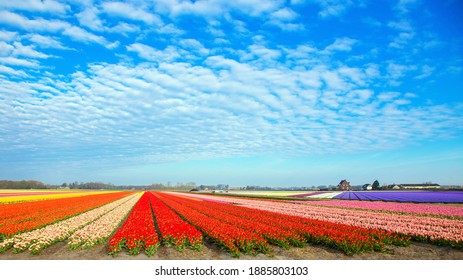 Tulip Field. Spring In The Netherlands, The Famous Dutch Tulip Fields.