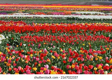 Tulip Field. Spring In The Netherlands, The Famous Dutch Tulip Fields