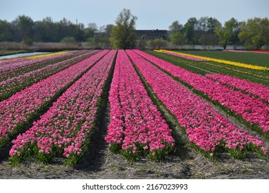 Tulip Field. Spring In The Netherlands, The Famous Dutch Tulip Fields