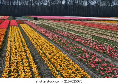 Tulip Field. Spring In The Netherlands, The Famous Dutch Tulip Fields