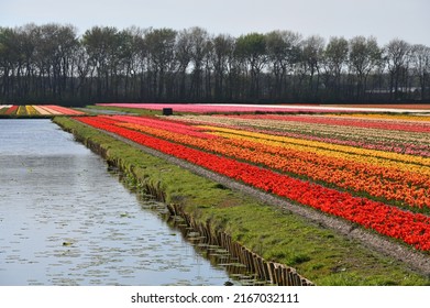 Tulip Field. Spring In The Netherlands, The Famous Dutch Tulip Fields