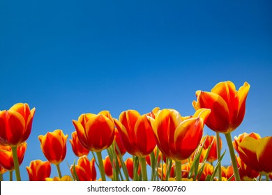 39,736 Tulip Field Blue Sky Images, Stock Photos & Vectors | Shutterstock