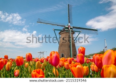 Tulip field with windmill Spring scenery