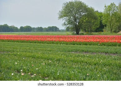 Tulip fields