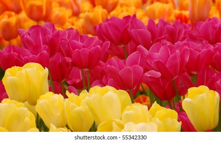 tulip fields
