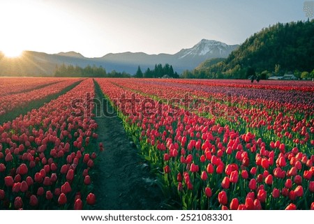 Tulip fields after the sunrise