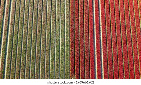 Tulip Fields, Drone Shot From Above 2 Colors Red And Green