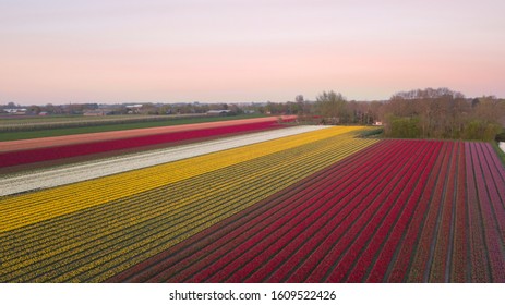 Tulip Fields Drone View, Aerial Tulip Fields, Netherlands