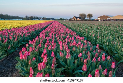 Tulip Fields In Holland