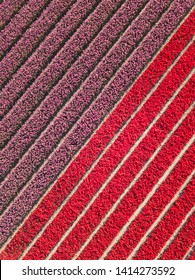 Tulip Fields In Holland Drone Photography