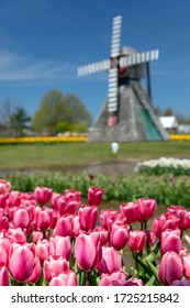 Tulip Fields In Holland Michigan