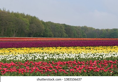 Tulip Fields In Lolland Denmark